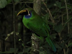 Aulacorhynchus prasinus caeruleogularis