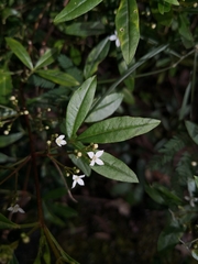 Zieria smithii