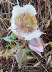 Calochortus coxii