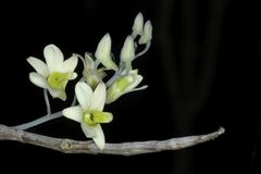 Dendrobium ovatum