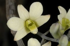 Dendrobium ovatum