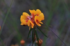 Pultenaea robusta
