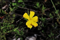 Hibbertia acuminata