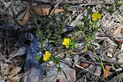Hibbertia acuminata