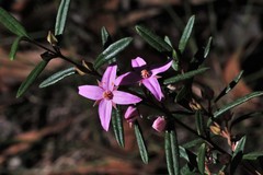 Boronia hapalophylla