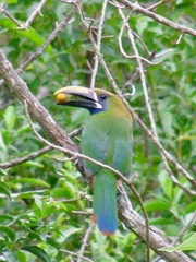 Aulacorhynchus prasinus caeruleogularis