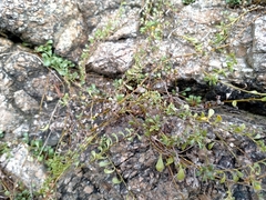 Samolus repens repens