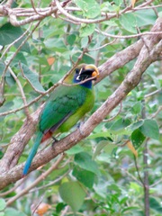 Aulacorhynchus prasinus caeruleogularis