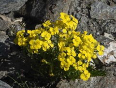 Erysimum jugicola