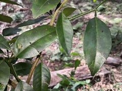 Citrus × taitensis