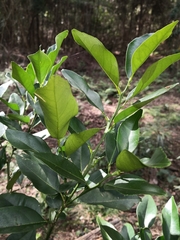 Citrus × taitensis