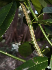 Citrus × taitensis