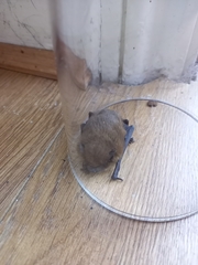 Pipistrellus pipistrellus