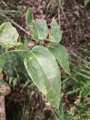 Smilax australis