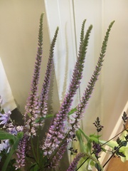 Veronicastrum
