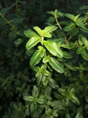 Gonocarpus oreophilus