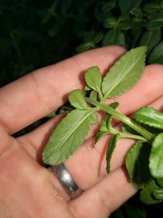 Gonocarpus oreophilus