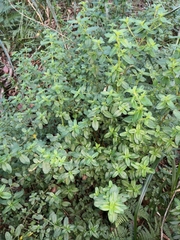 Gonocarpus oreophilus