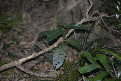 Cryptocarya obovata
