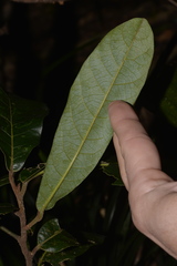 Cryptocarya obovata