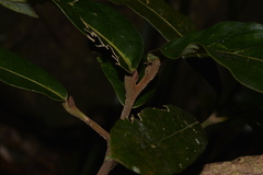 Cryptocarya obovata