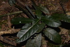 Cryptocarya obovata