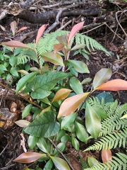 Tristaniopsis collina