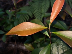 Tristaniopsis collina