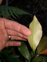 Tristaniopsis collina