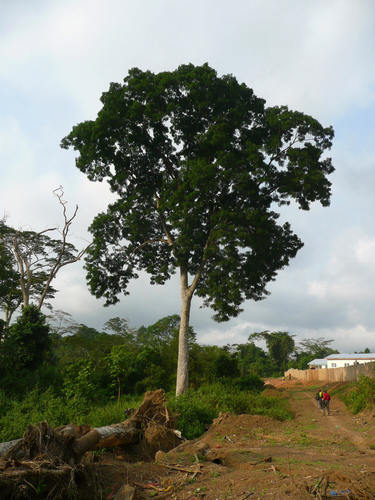 Brachystegia leonensis
