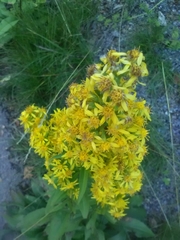 Solidago virgaurea