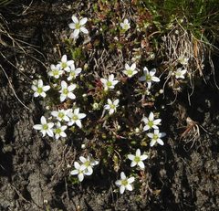 Minuartia recurva
