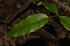 Melodinus australis