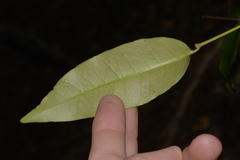 Melodinus australis