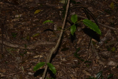 Melodinus australis