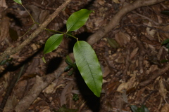 Melodinus australis