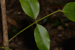 Melodinus australis