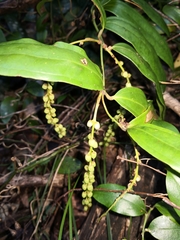 Ripogonum discolor