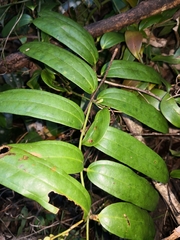 Ripogonum discolor