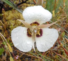 Calochortus umpquaensis