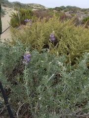 Lupinus chamissonis