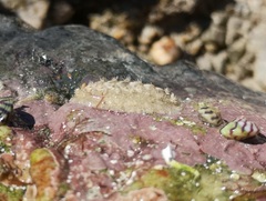 Acanthochitona fascicularis