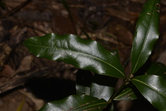 Cinnamomum virens