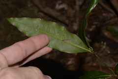 Cinnamomum virens