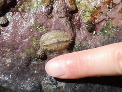 Acanthochitona fascicularis