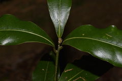 Cinnamomum virens