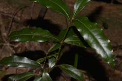 Cinnamomum virens