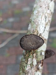 Coriolopsis aspera