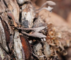 Banksiamyces macrocarpus