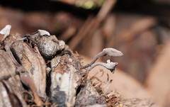 Banksiamyces macrocarpus